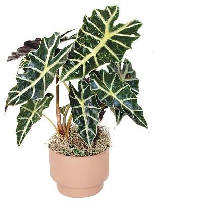 راهنمای نگهداری و پرورش گیاهان آپارتمانی - بابا آدم